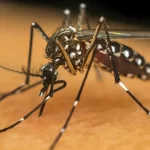 -mosquito-da-dengue
