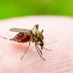 Tupã registra dois novos casos de leishmaniose