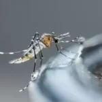 Marília registra primeiro caso de chikungunya em 2025