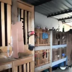 Empresário é preso em Marília por rinha de galo, maus-tratos e posse de munições