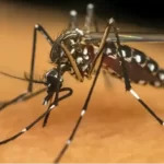 Pompeia investiga primeira morte por dengue; casos passam de 360