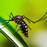 Ministério da Saúde quer incorporar vacina contra chikungunya ao SUS