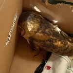 Coruja ferida é resgatada pela PRF às margens da BR-153 em Ourinhos