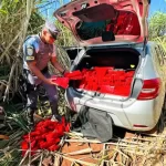 Polícia apreende mais de 300 kg de maconha após perseguição em Quatá