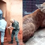 Filhote de onça-parda é resgatado após se esconder atrás de casinhas de cachorro em Assis