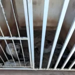 Sete cães são resgatados em situação de maus-tratos em Lençóis Paulista; dois morrem antes de receber socorro