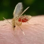 Tupã registra primeiro caso de leishmaniose em humanos em 2025