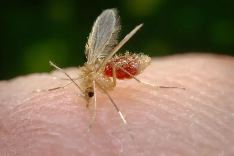 Mosquito-palha transmissor do protozoário da leishmaniose — Foto: James Gathany/CDC