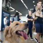 STJ decide que companhias aéreas podem recusar animais de suporte emocional