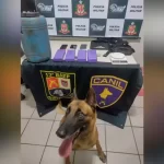 Cão farejador localiza 10 quilos de maconha enterrados em Pompéia