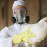 Confirmado primeiro caso de gripe aviária em aves comerciais no Brasil