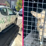 Homem é preso por maus-tratos após cachorro ser encontrado morto em Marília