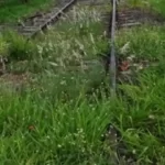 Marília notifica Rumo e exige capinação urgente na ferrovia