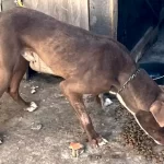 Cães abandonados são resgatados e tutor é preso em Lençóis Paulista