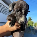 Cães vítimas de maus-tratos são resgatados em Marília