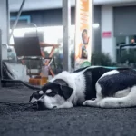 Multa para quem acorrentar cães e gatos em SP pode chegar a R$ 37 mil