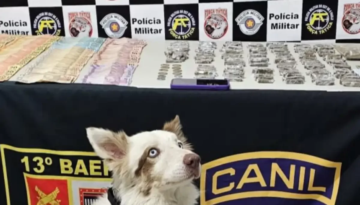 Foto: Divulgação/Polícia Militar