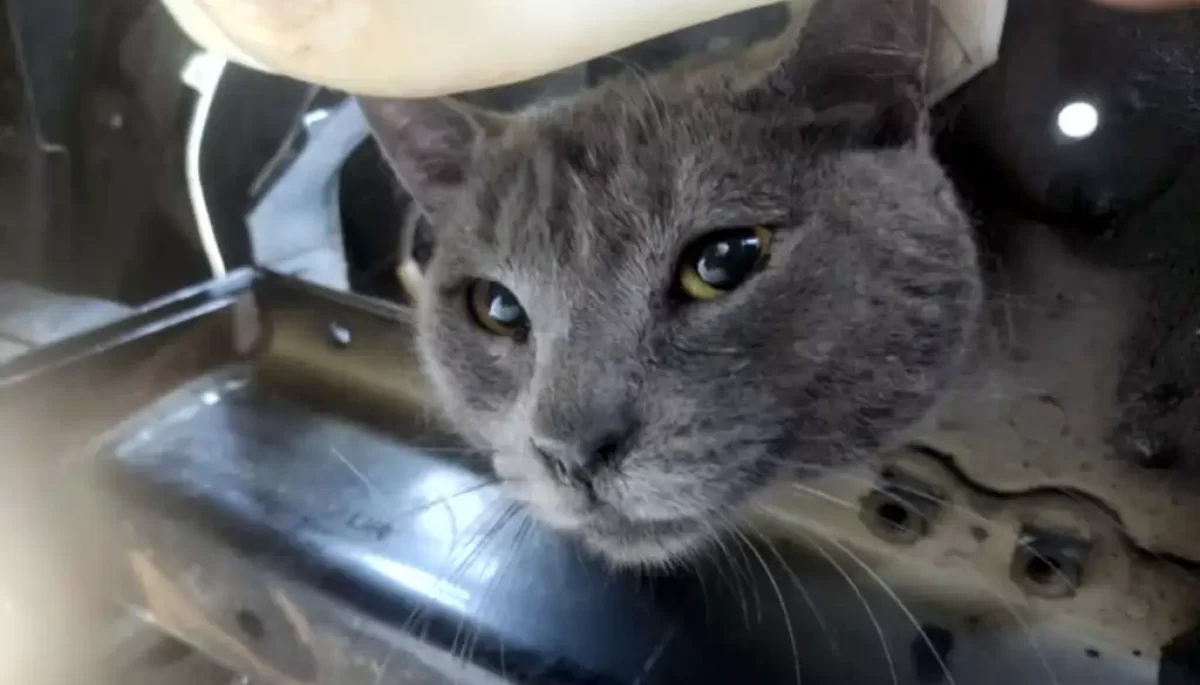 Foto: Reprodução/Garça em Foco